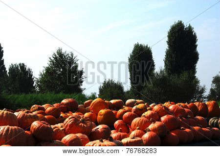 pumpkins