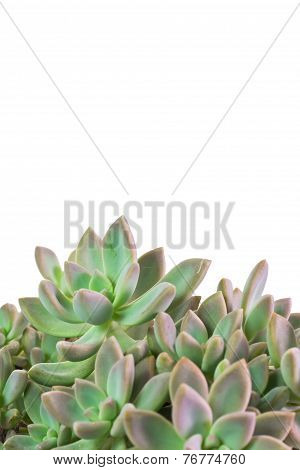 Succulent Plant