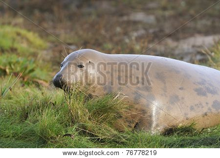 Atlantic Grey Seal