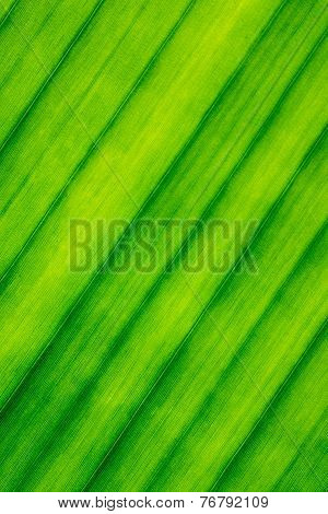 Texture,lines,pattern Of Banana Leaf
