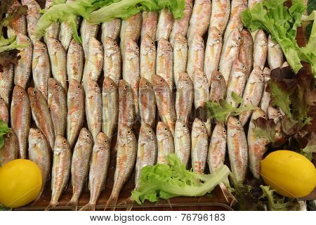 Mullet Fish