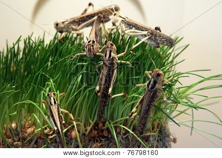Desert locust (Schistocerca gregaria) eating green grass. 