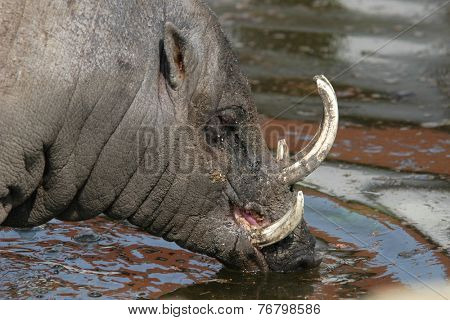 Babirusa (Babyrousa babyrussa).  