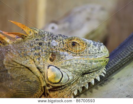 Green Iguana (iguana Iguana) Portrait