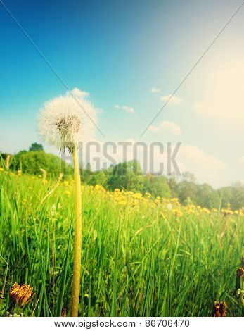 Dandelion on the field