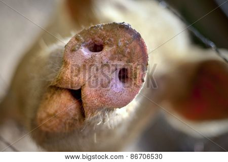 Focus On A Pig