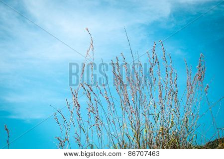 summer blue 2