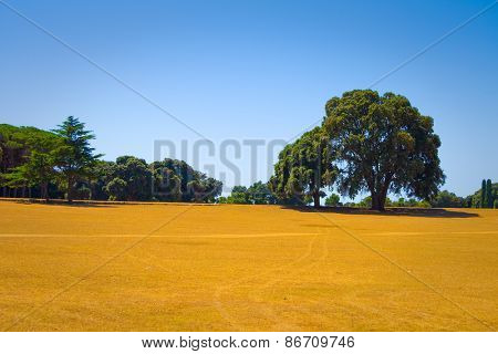 Oak tree  standing alone in a field with clear sky
