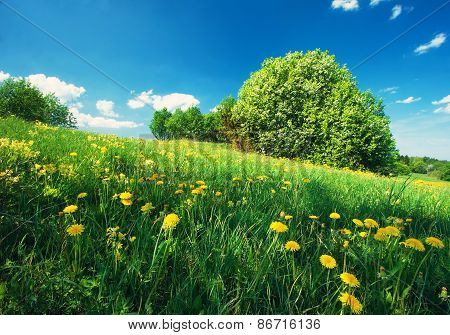 Field with dandelions and blue sky
