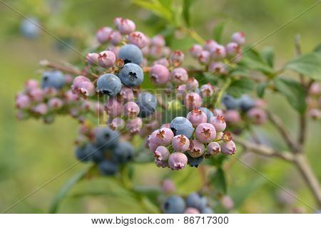 Blueberries