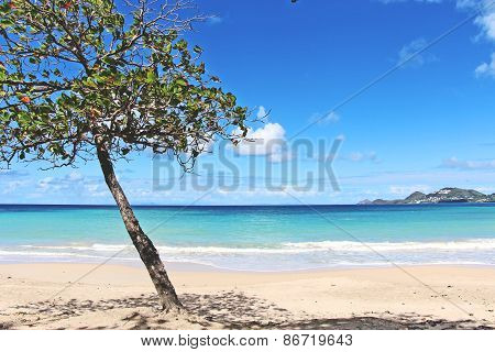 Bitch and ocean