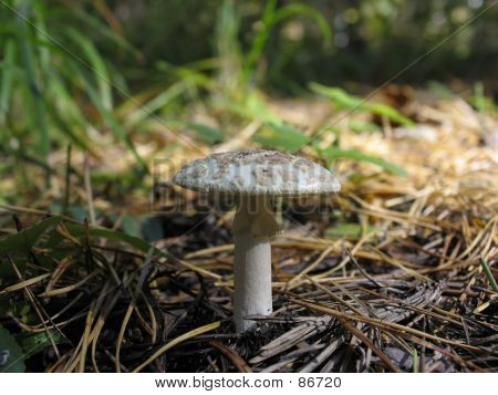 Amanita