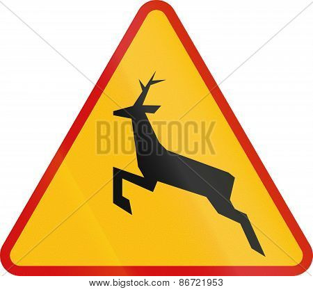 Wild Animals Crossing In Poland