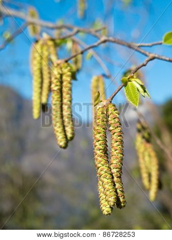 Hop Hornbeam Catkins