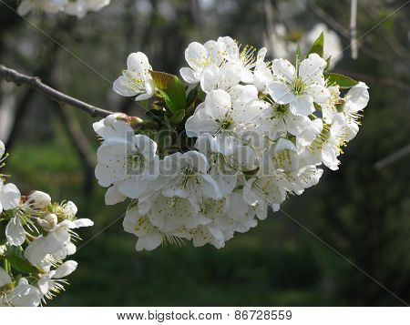 white flowers on the tree