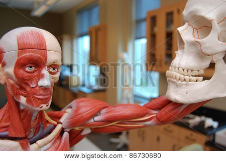 Muscular Skeleton Looking at Skull