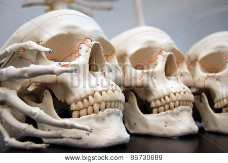Boney Fingers Holding Skulls