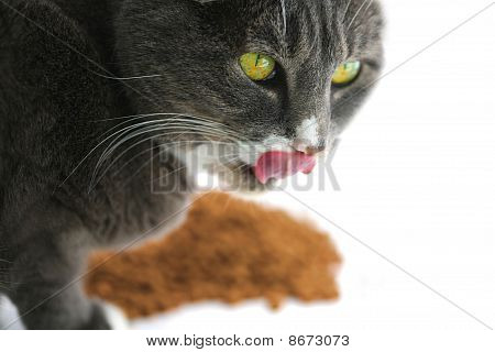 Sultne Yellow Eyed kat