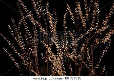 Dry Flowers In The Evening Sun