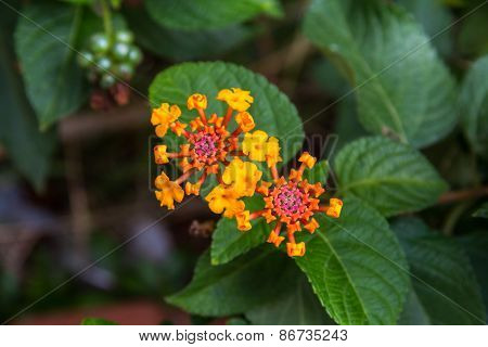 Lantana Camara Flower