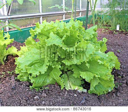 Plant Leafy Lettuce In The Gardenbed