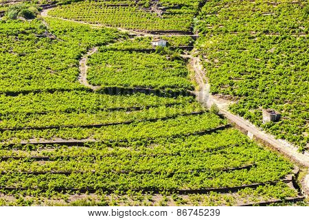 vineyard on Cote Vermeille near Port-Vendres, Languedoc-Roussillon, France