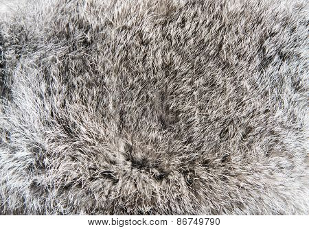 Gray fur