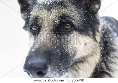Portrait Of A Dog