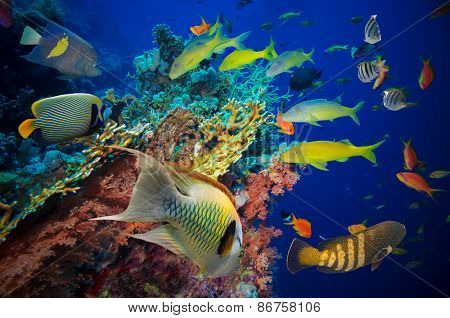 Tropical Fish and Coral Reef on Red Sea