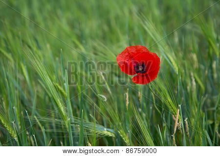 Bright Red Poppy On A Contrasting Background Of Green Grass