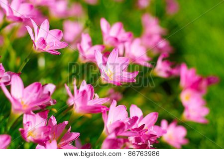 Zephyranthes Lily, Rain Lily, Fairy Lily, Little Witches