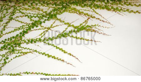 ivy leaves isolated on a white background
