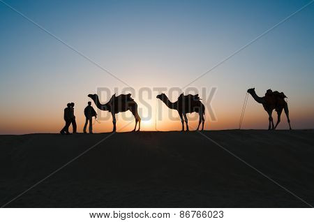 Silhouette Camels In Thar Desert