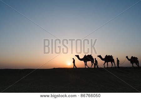 Silhouette Camels In Thar Desert