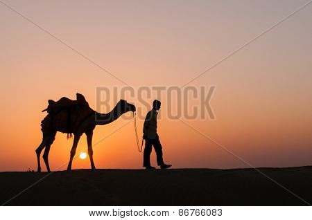 Silhouette Camel In Thar Desert