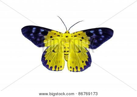 Isolated Dysphania Militaris Moths