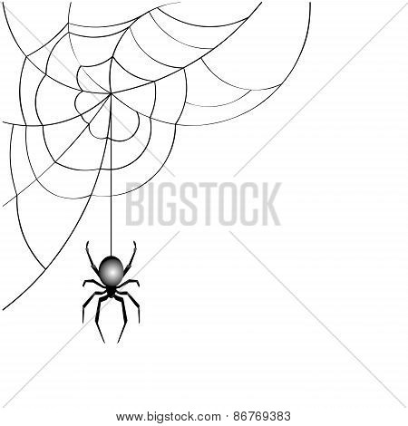spider web  vector