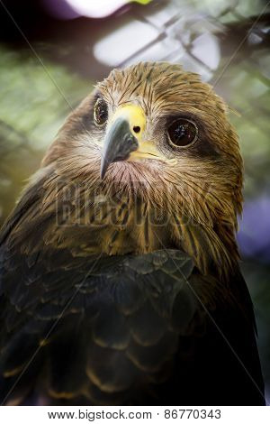 Crested Serpent-eagle