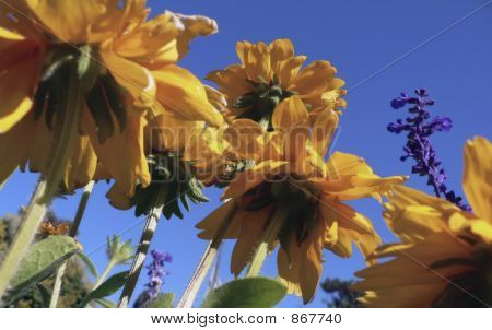 Черный Eyed Susans