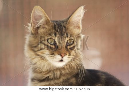 Kat