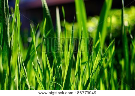 green leaves and grass