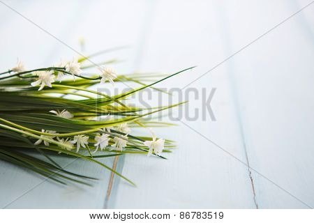 Spring Blossom Over Wood Background.