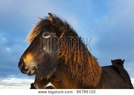 Icelandic Horse (Eguus cabballus)