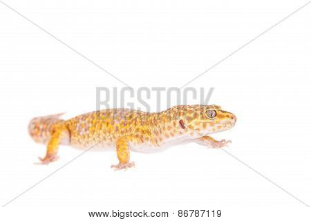 Leopard Gecko On A White Background
