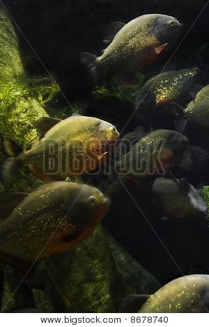 Piranha 's