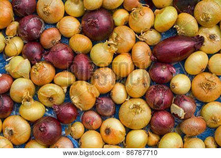Onion