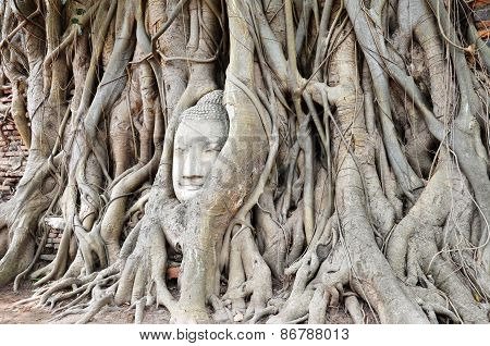 The Head Of The Sandstone Buddha Image