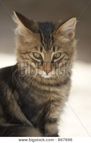 Kat