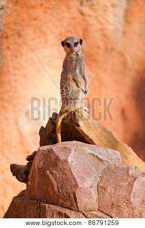 One Standing Alert Mercats (surikata)