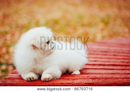 White Pekingese Pekinese Peke Whelp Puppy Dog Sitting On Wooden